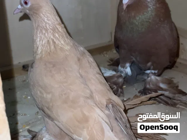 السلام عليكم كوبية اسباني اصفر