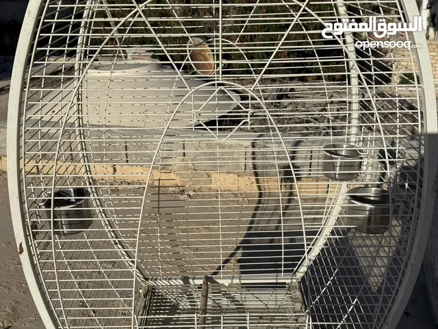 قفص ببغاء كبببببببير
