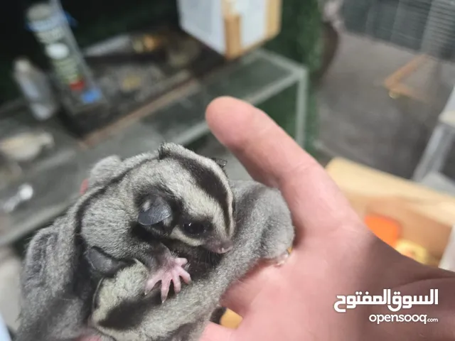 سنجاب طائر