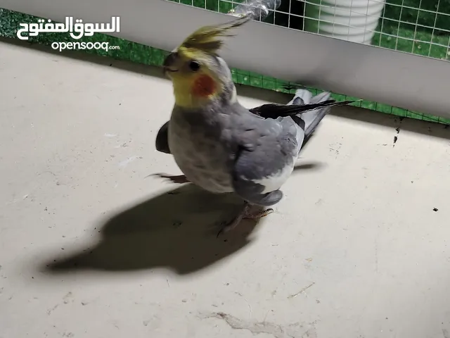 افلح من صلى على النبي جوز كوكتيل للبيع او البدل