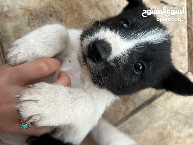 كلاب للتبني