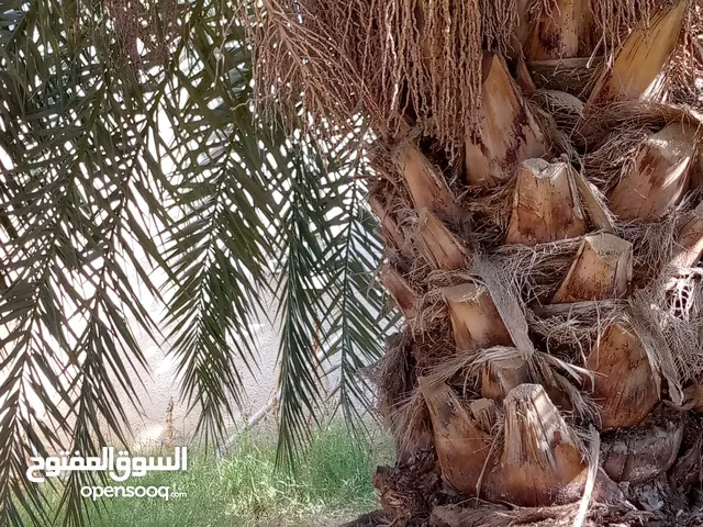 ارض ممتازه للبيع