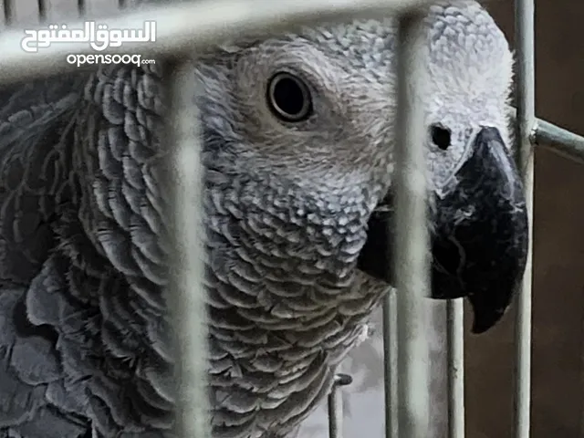 ببغاء كاسكو فرخ لسة ما بحكي