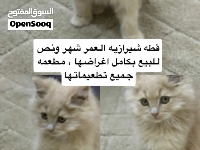 قط شيرازي ذكر للبيع