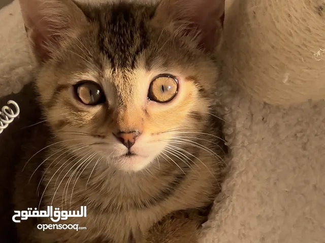 Female Bengal/Scottish mix 2 months oldبنقال/سكوتش