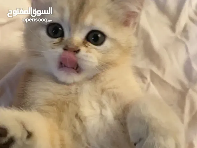 قط للبيع ذكر