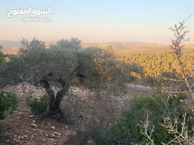Residential Land for Sale in Ramallah and Al-Bireh Abu Shukhaydam