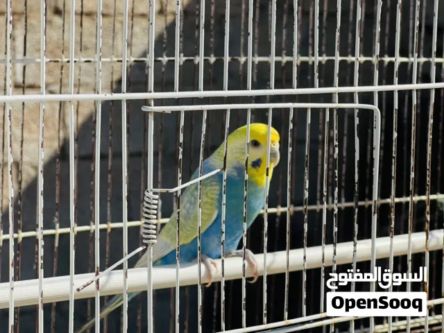 السلام عليكم ورحمة الله وبركاته