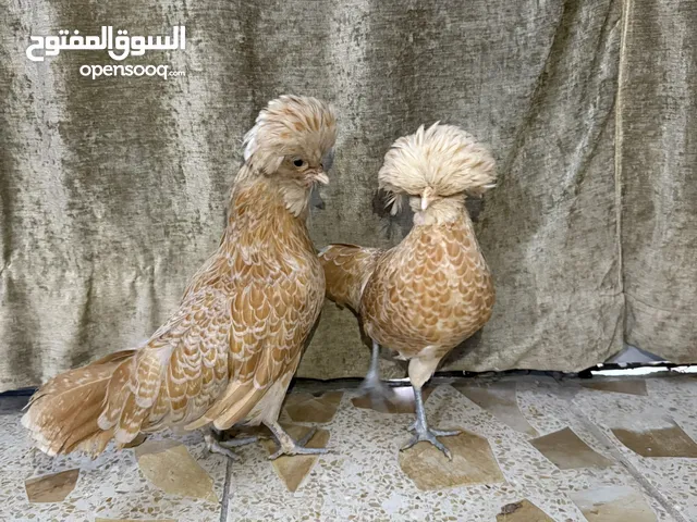 دجاجتين سلطاني للبيع