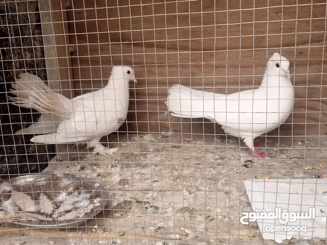 حمام هزاز للبيع