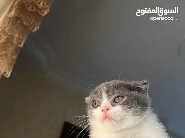 متوفر سكوتش فولد وستريت شورت هير للبيع