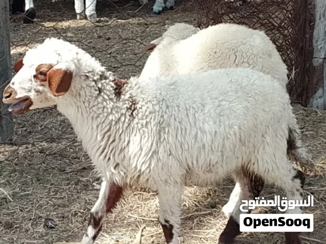 خروف وفطيمة وطنيات
