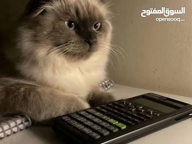 هملايا فولد بيور
