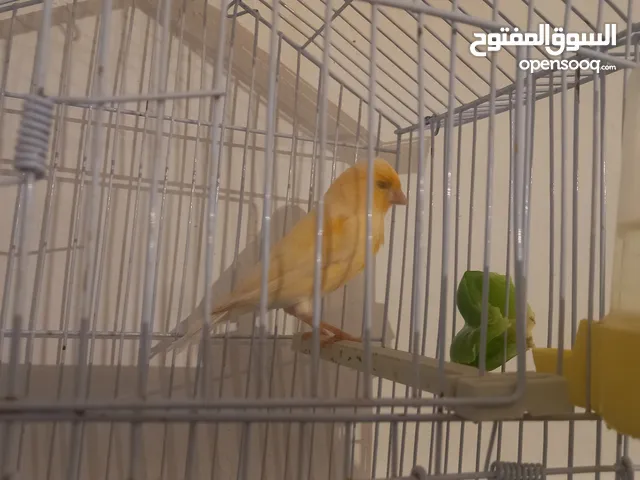 كناري للبيع