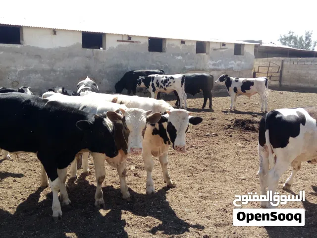 عجول لحم بلدي 4 دينار الكيلو