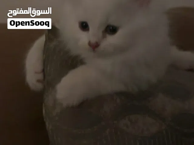 للبيع قط ابيض جميل