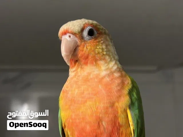 كنيور ملون