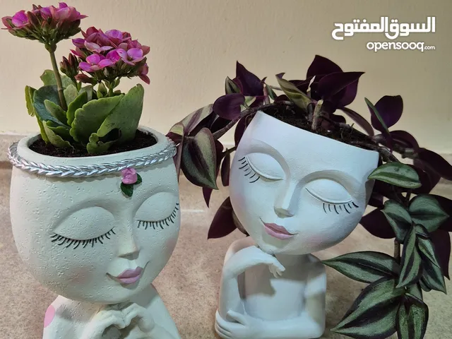 Two plants for sale