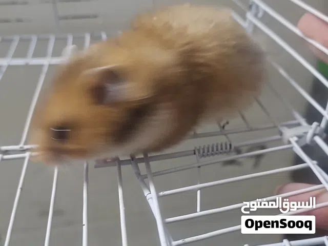 هامستر كل الالوان من البيج حتى الاسود