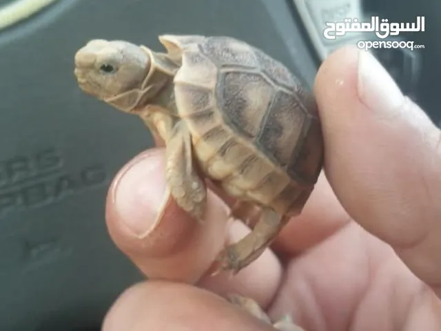 سلحفه يونانيه لشرا مابقصر معو صغيره للبيع