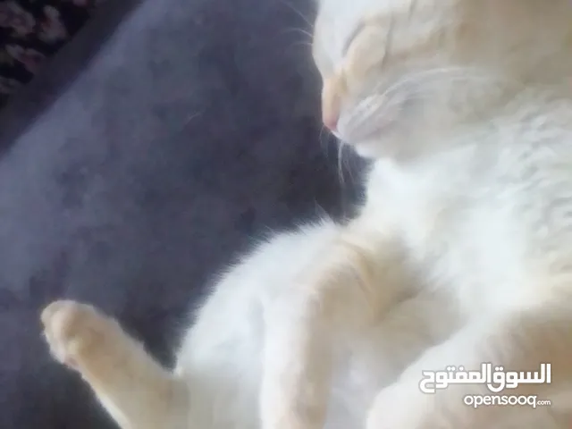 قط ابيض أذنيه اورنج ذكر قط انثى رمادي عمر 9 اشهر حجم اصغر من عمرها