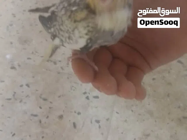 كوكتيل امروض للبيع