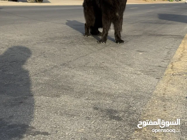 ذكر جيرمن بلاك جاك مستورد صحه ممتازه