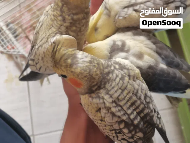 شاهد الوصف كوكتيل عدد 4 أليف و آمن للأطفال شوف الوصف