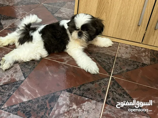 Shih Tzu for sale - RO 100