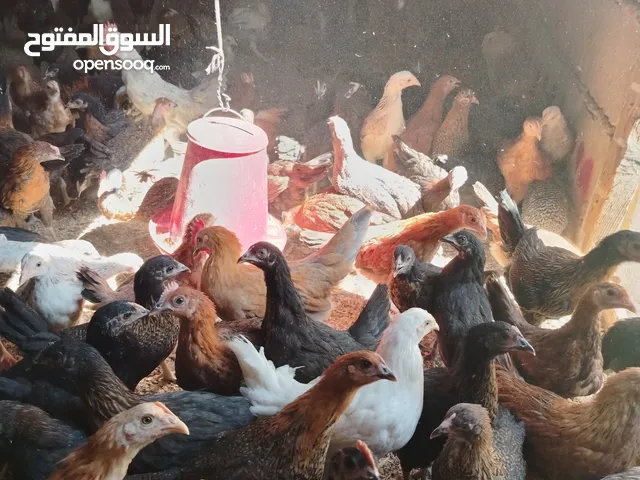 بسم الله مشاء الله متاح بفضل الله فراخ بلدي العمر شهرين صحه ونضافه بصلاه على النبي ماخذات مطاعيم نيو
