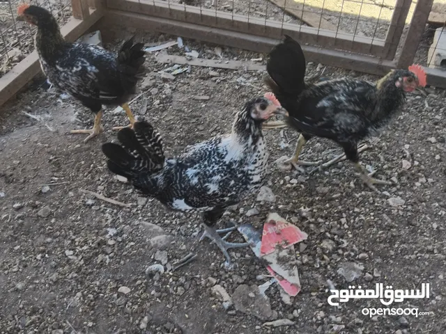 موجود عشر ديوك بلدي عمر خمس اشهر