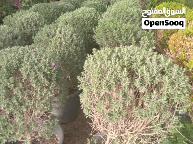قطعة أرض للبيع