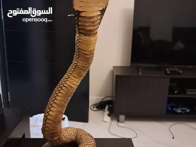 كوبرا حقيقية محنطه