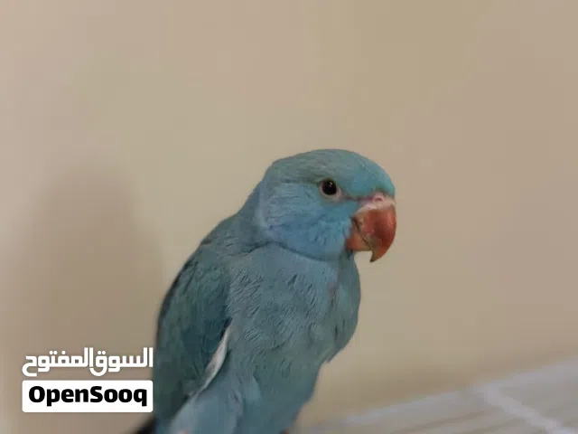 للبيع فقط ازواج وفروخ دره ملونه