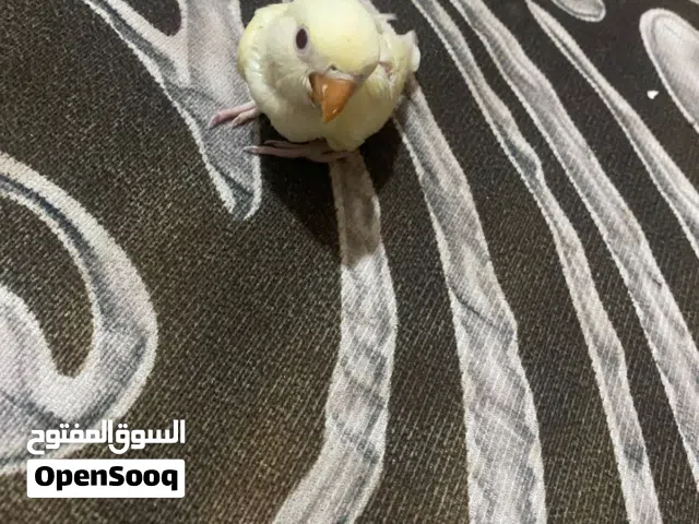 سلام عليكم زوج غندوره زغار عراقيات وحده صفره عيونه حمر وثانيه زركه عيون سود طيور متهعلمه علاه زق لبي
