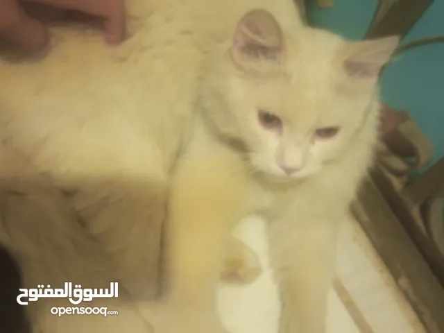 بسه شيراااازي بسعر حرررق نااار