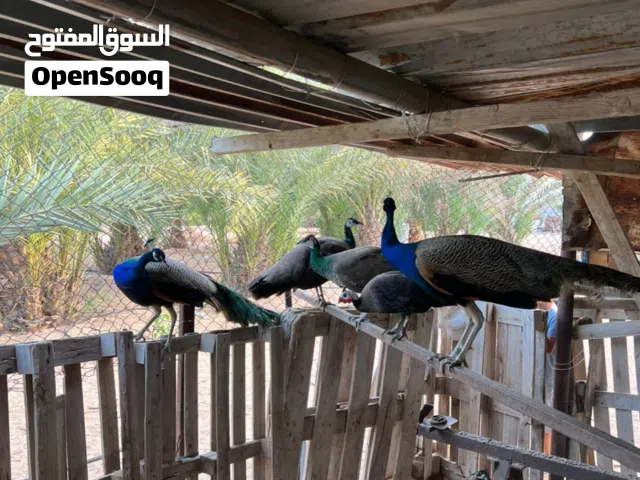 طاوس' اتصلو على الرقم ومنقصروش معاكم بادن الله