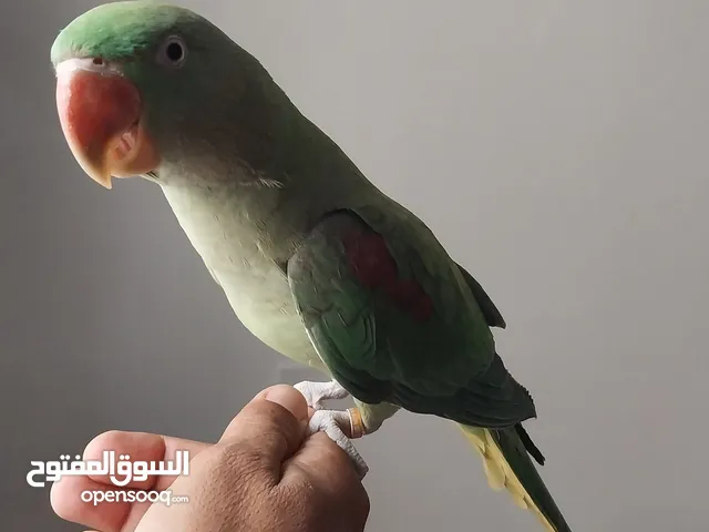 متو أليف للبيع