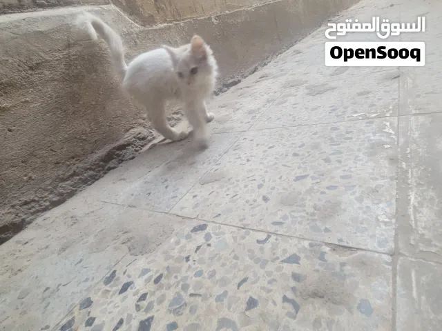 قطه هجين شيرازي