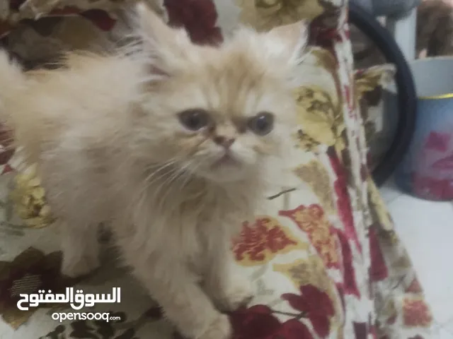 قطط للبيع هيمالايا شيرازى