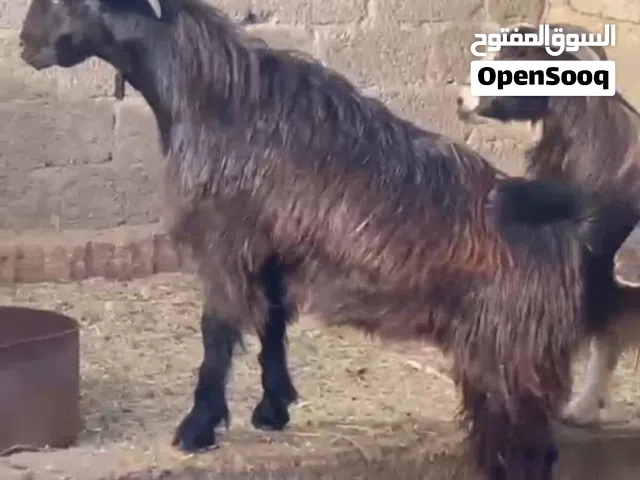 اضاحي للبيع في جعلان