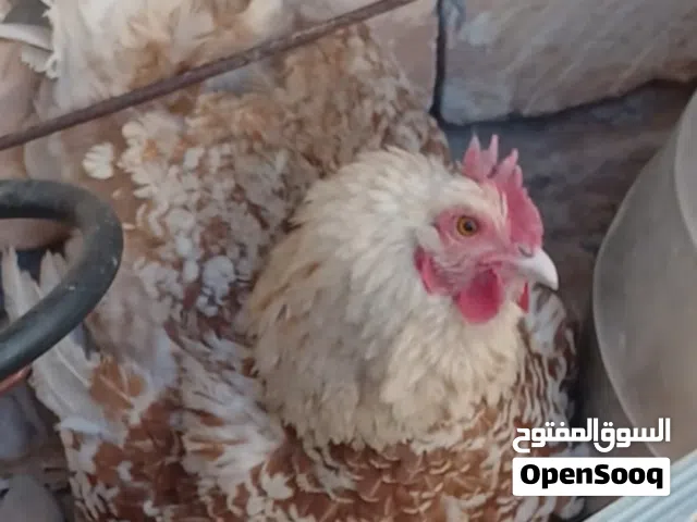 دجاجه زهري تونسي كركره