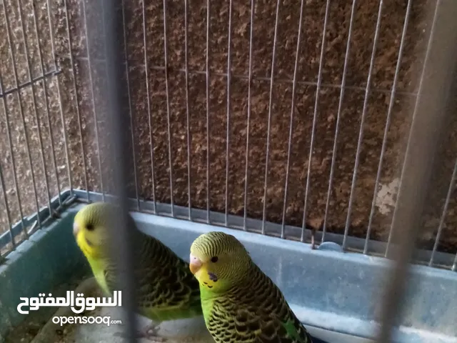 جوز حب شغال للبيع