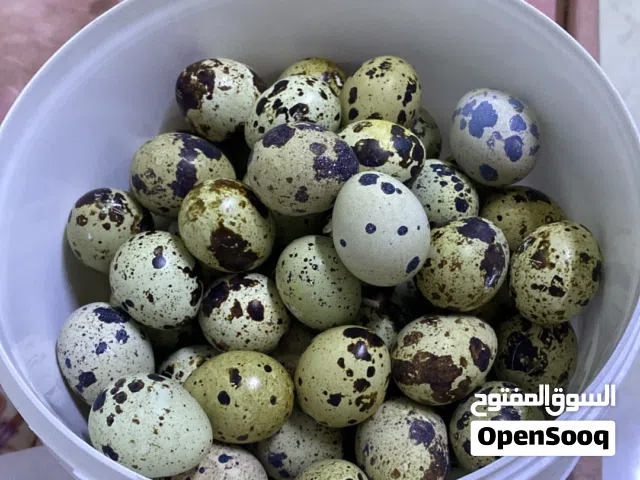 بيض سمان مخصب للبيع