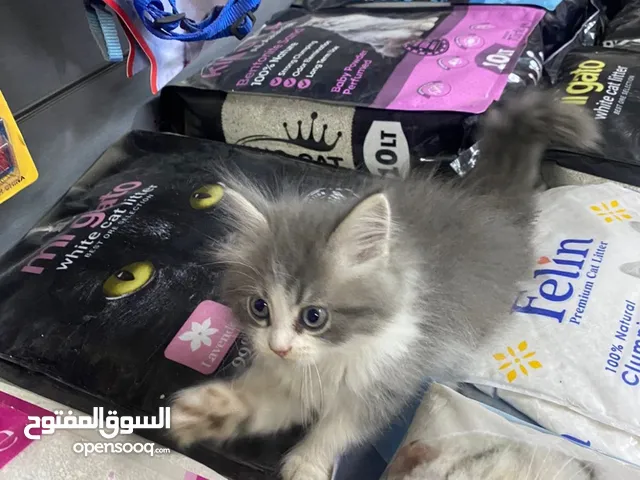 قطط كيتن موون فيس وشيرازي 60 يوم ماشاء الله عليهم تحف فنية وفي انواع كتير علي خيالك