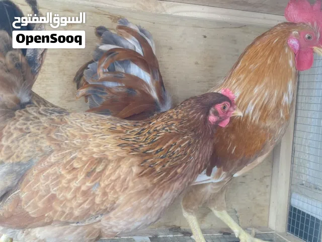دجاجة وديك ياذن البيع مستعجل
