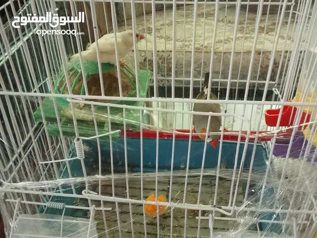 عصافير للبيع