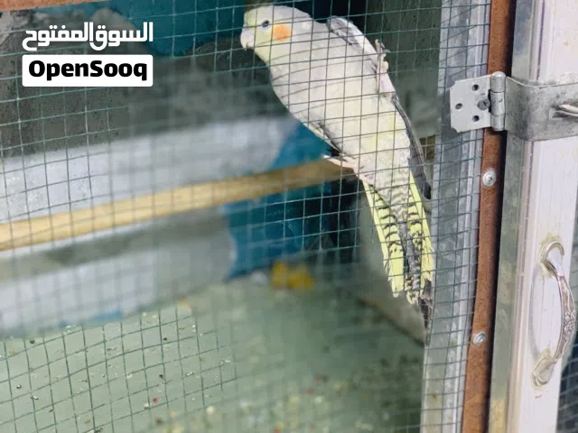 كوكتيل نثيه للبيع