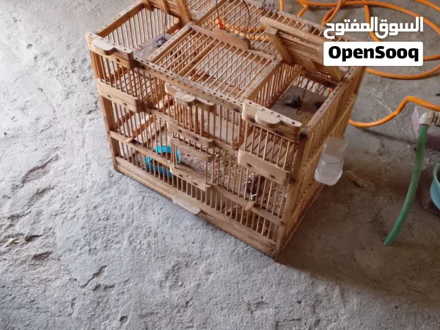 فقص صيادين نظيف كلش مابيه