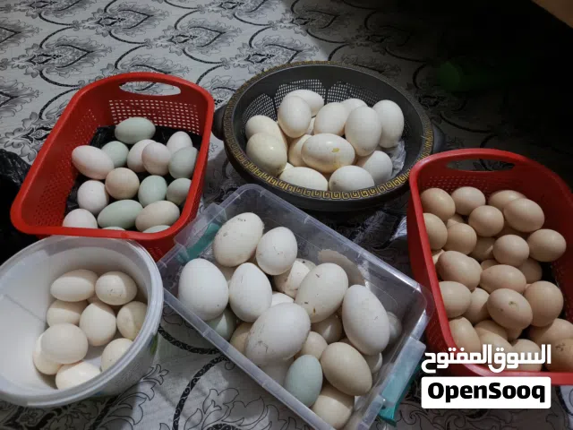بيض بط وبيض دجاج وبيض بش خضيري وبيض دجاج عرب